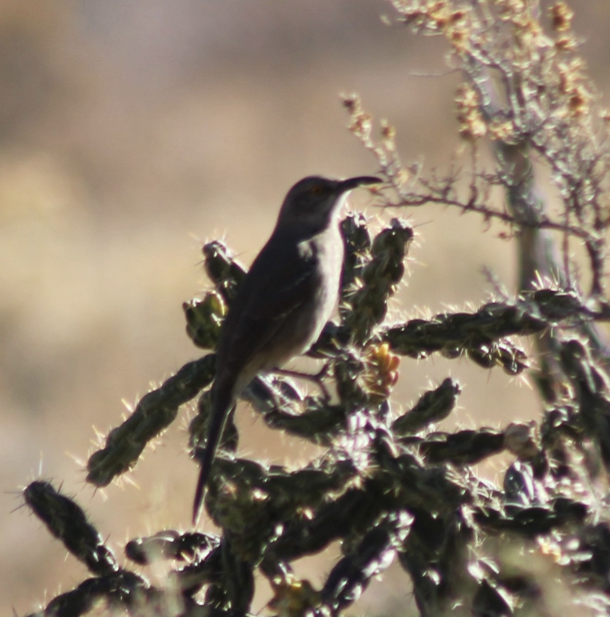 drozdec skvrnitoprsý - ML646858880