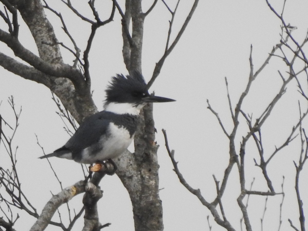 Belted Kingfisher - ML646858886