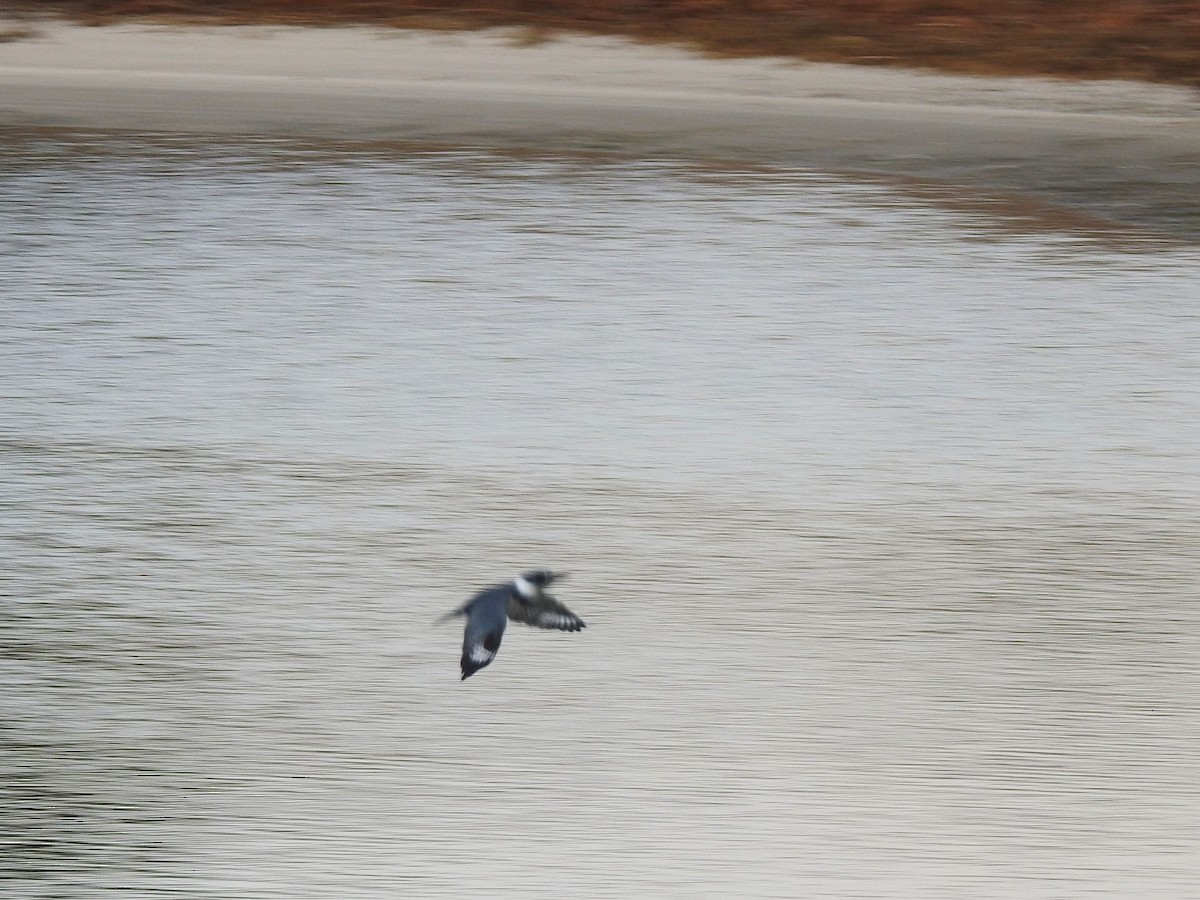 Belted Kingfisher - ML646858887