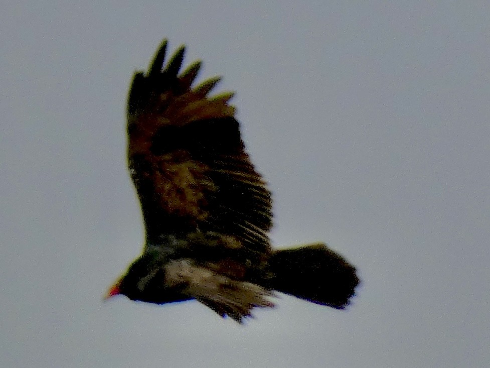 Turkey Vulture - ML646858888