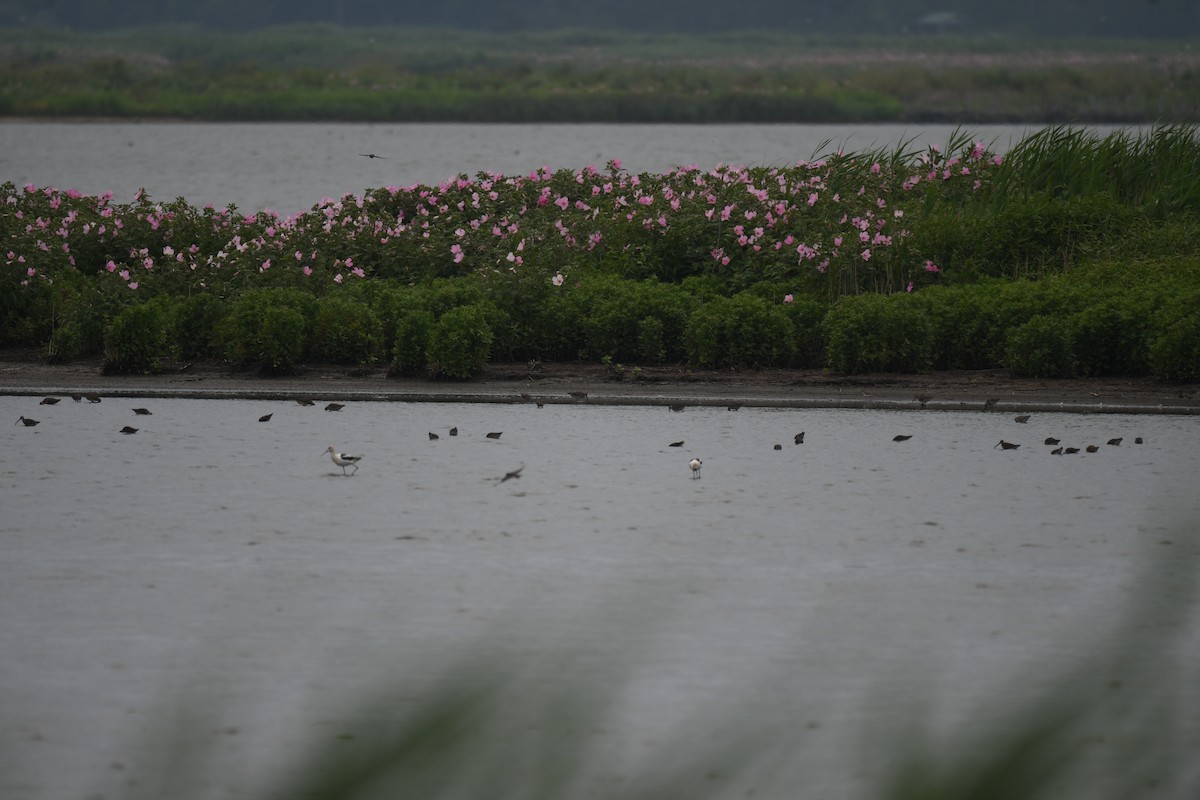 Американская шилоклювка - ML646858889