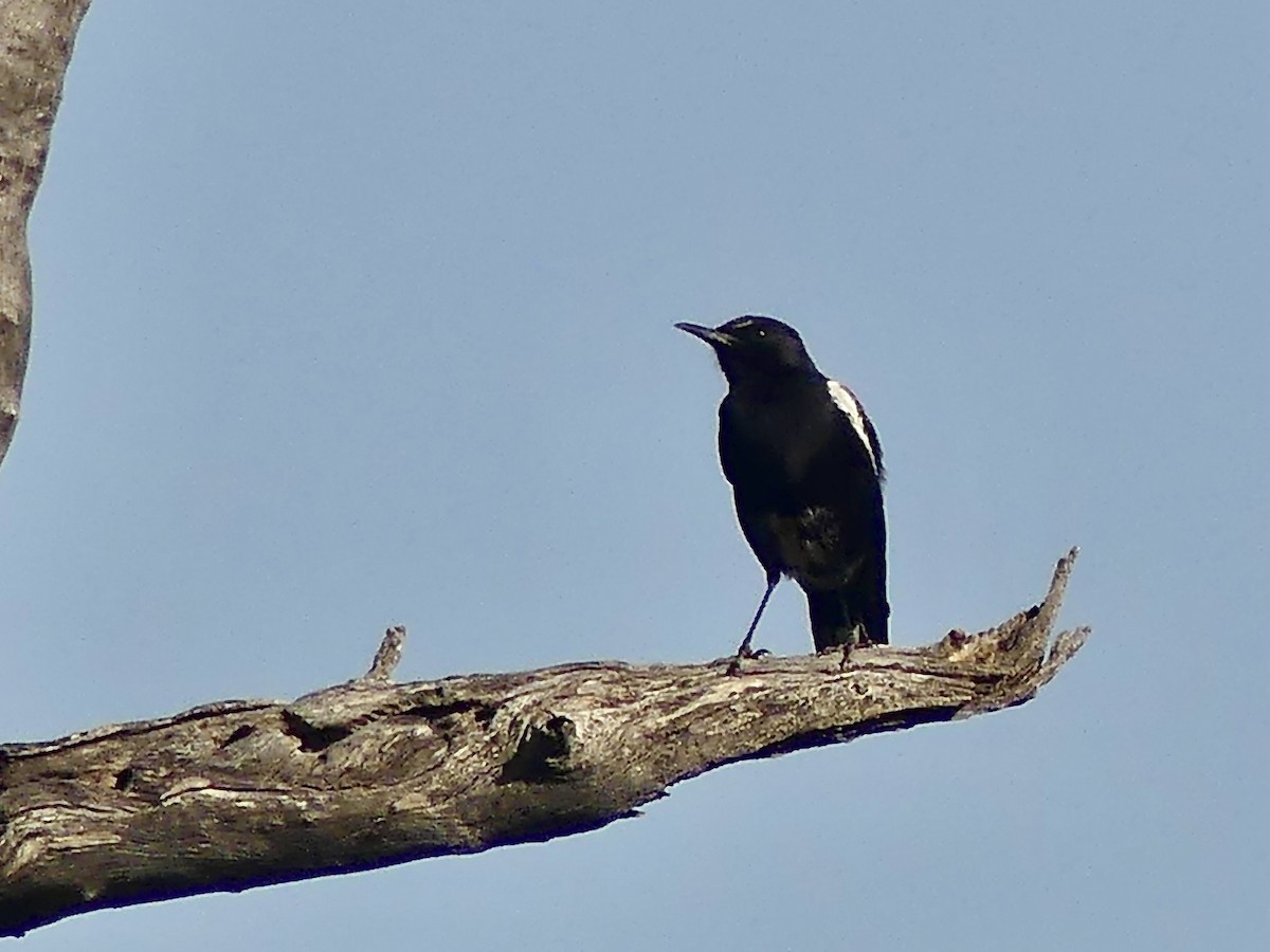 Mountain Chat - ML646858890