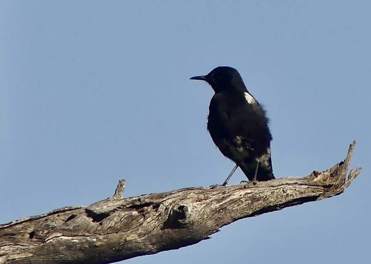 Mountain Chat - ML646858891