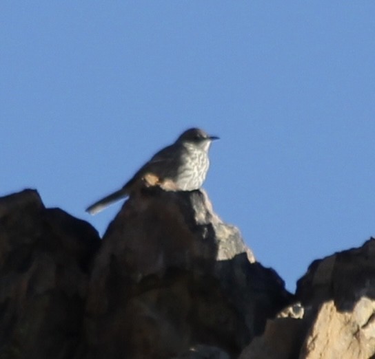 Sage Thrasher - ML646858893