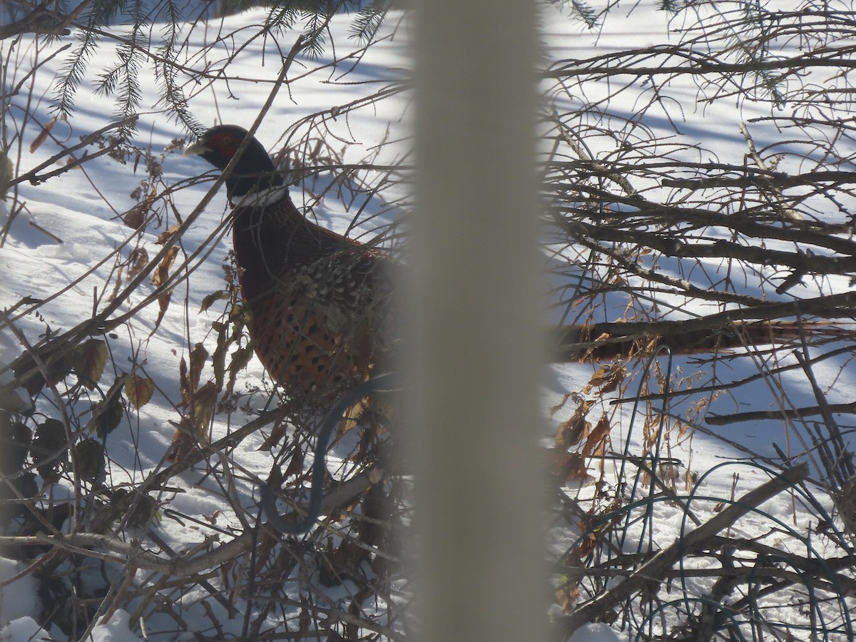 Ring-necked Pheasant - ML646858894