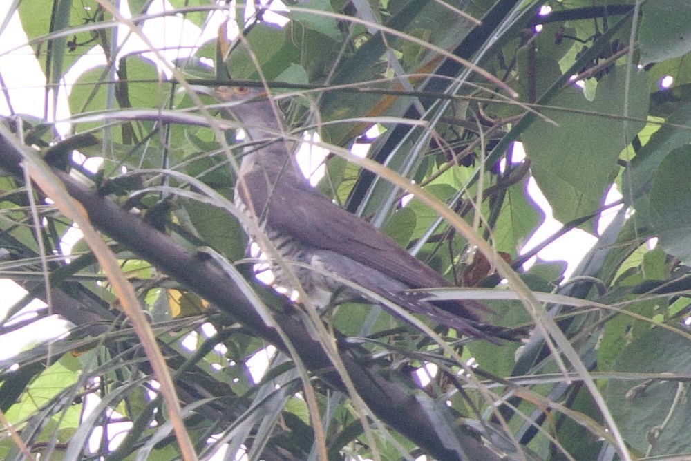 Cuclillo Didric - ML646858895