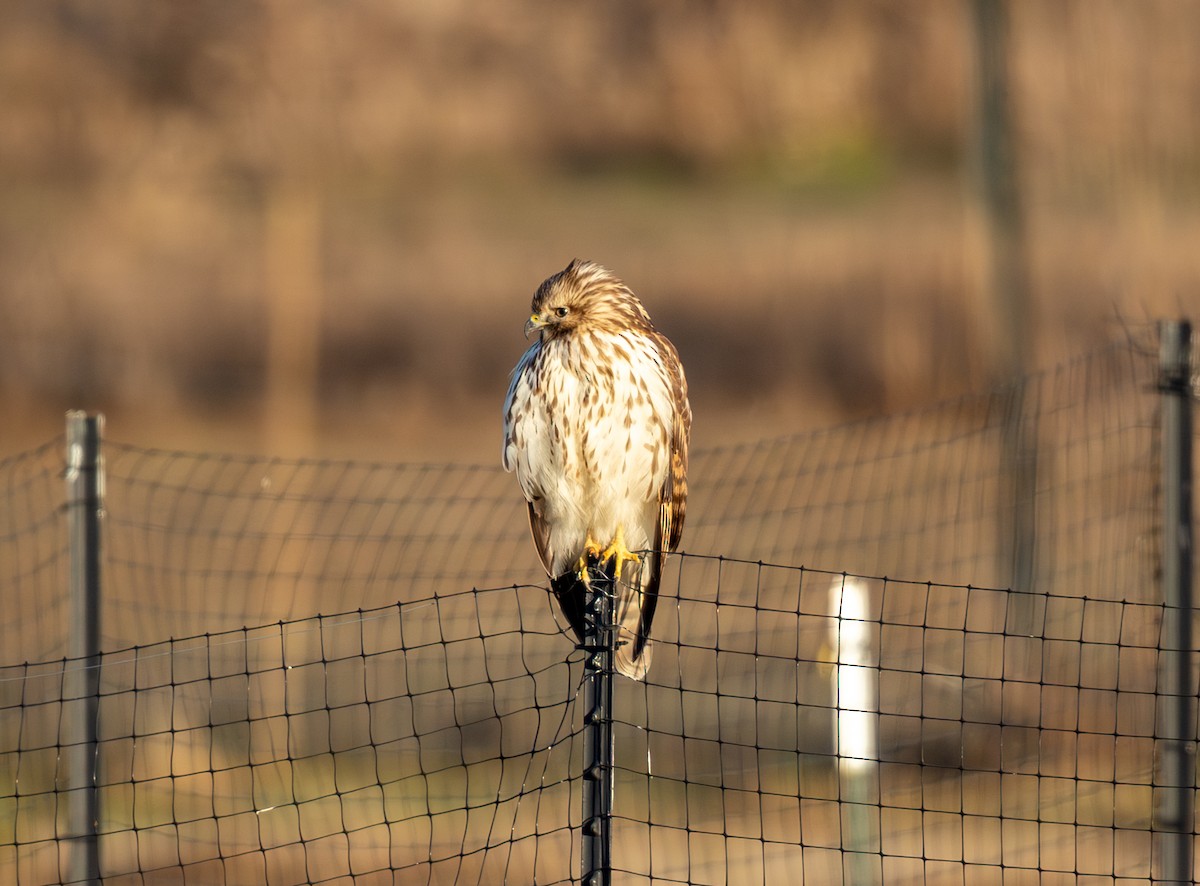Busardo Colirrojo - ML646858896