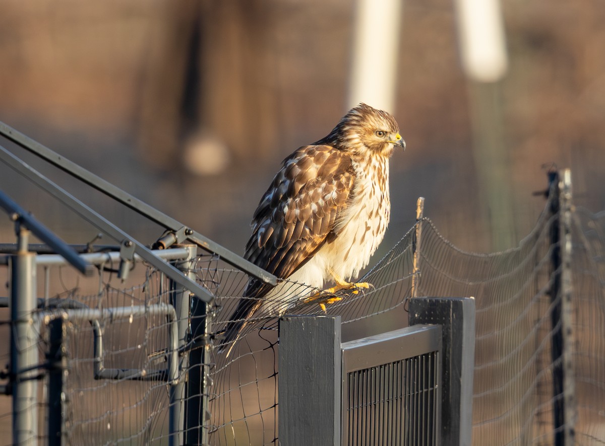 Busardo Colirrojo - ML646858897