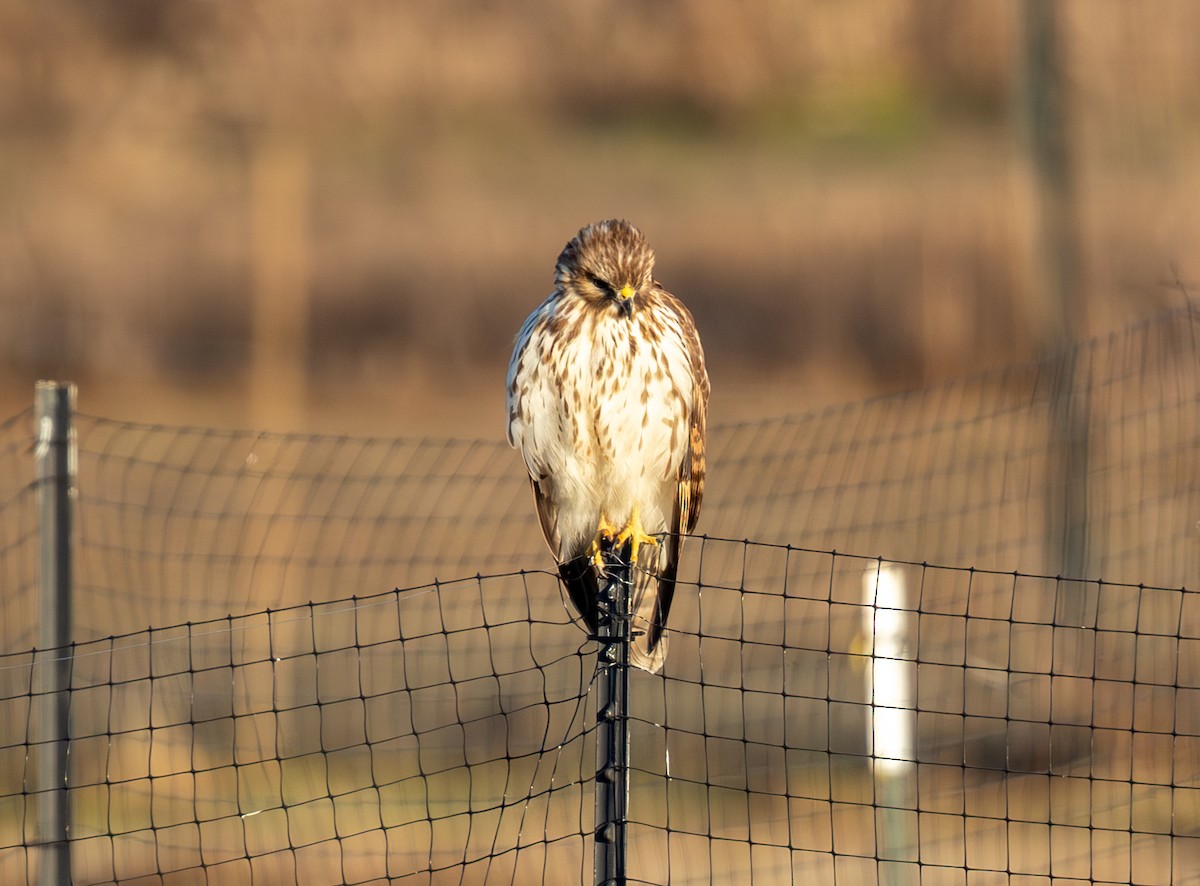 Busardo Colirrojo - ML646858898
