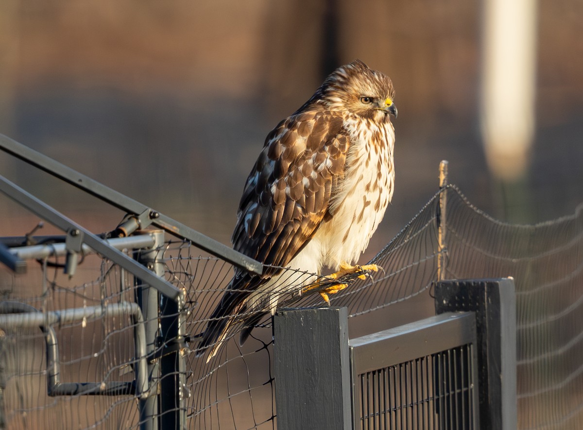 Busardo Colirrojo - ML646858899