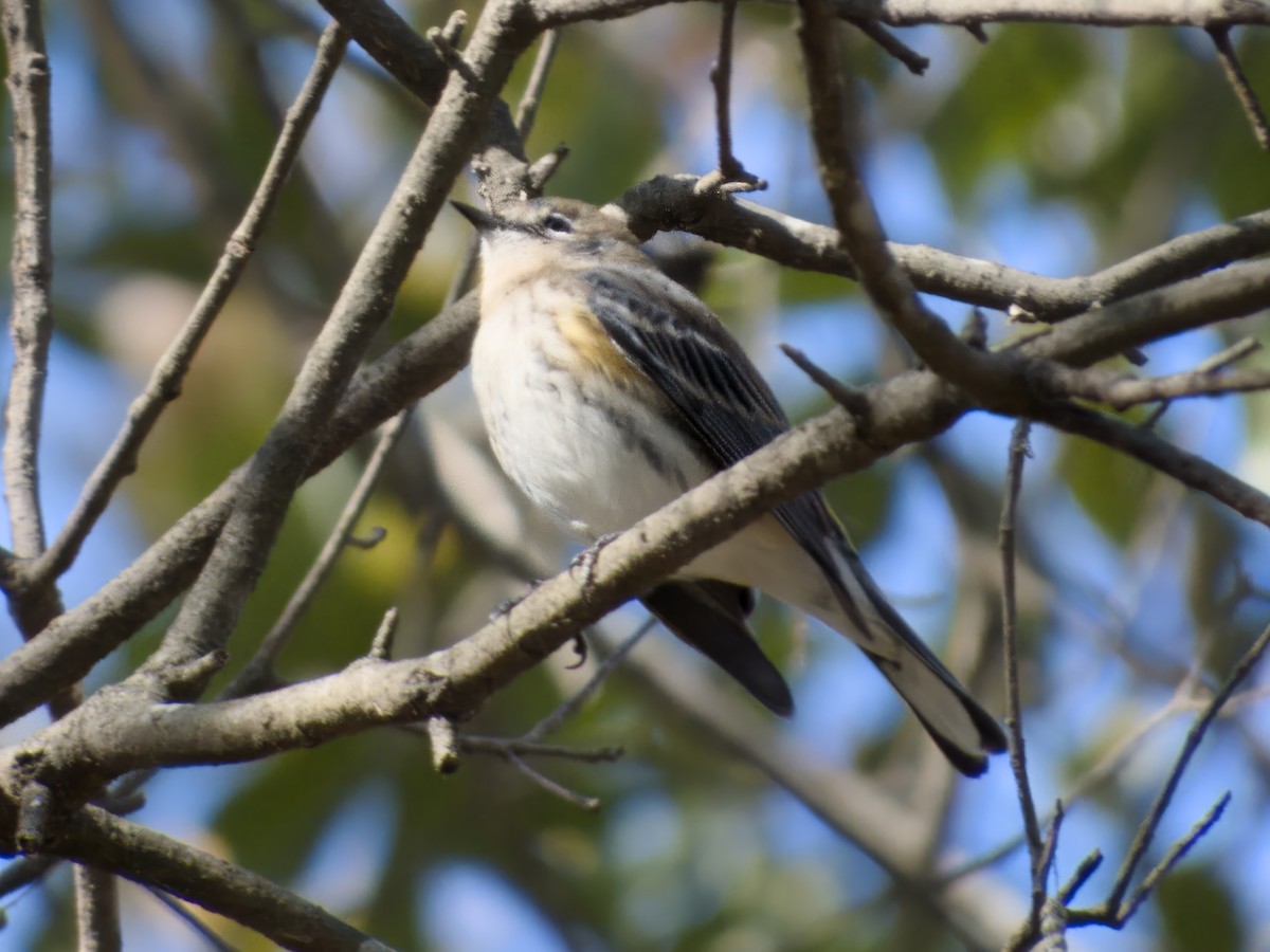 キヅタアメリカムシクイ - ML646858900