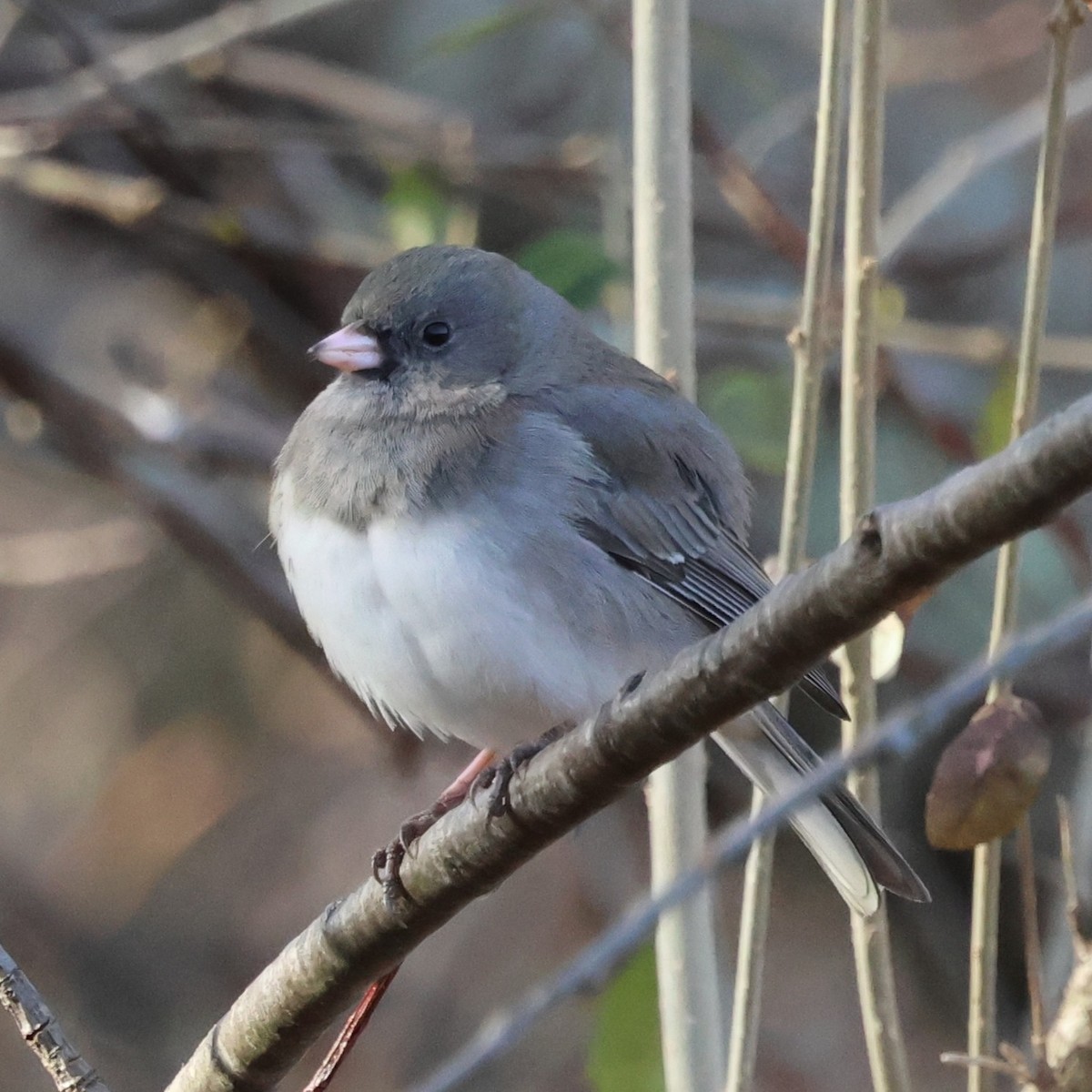 Junco Ojioscuro - ML646858901