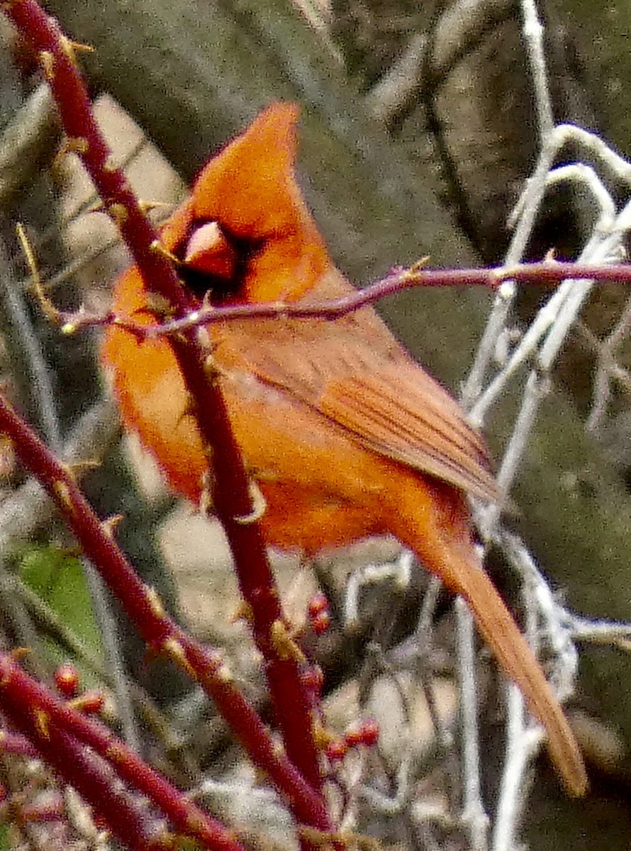 Cardenal Norteño - ML646858902