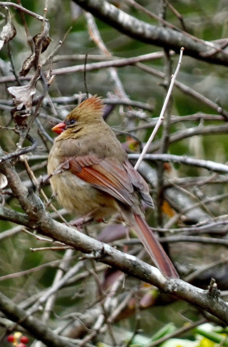 Cardenal Norteño - ML646858903