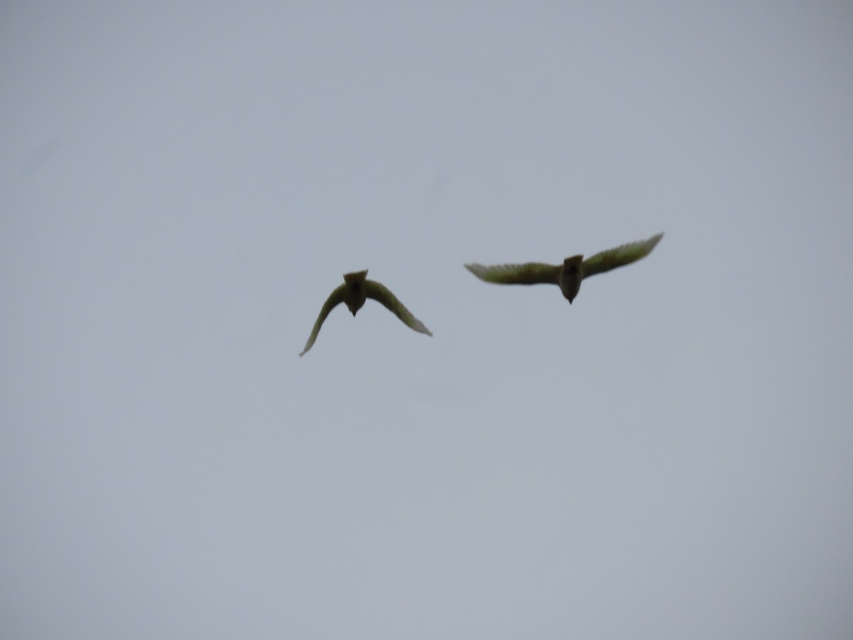 Cacatúa Sanguínea - ML646858904