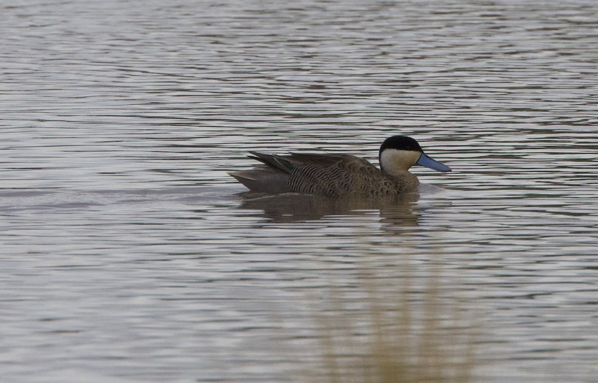 Cerceta de la Puna - ML646858905
