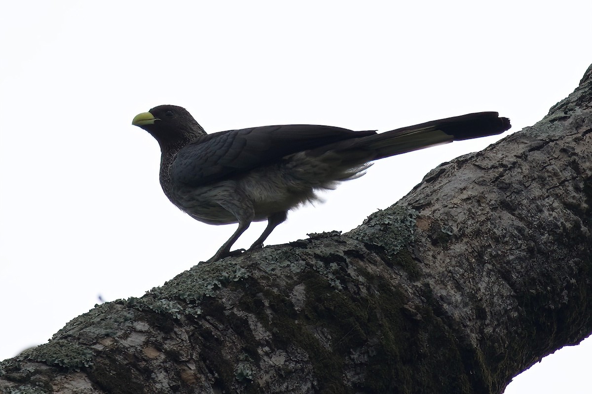 Turaco Gris Oriental - ML646858906