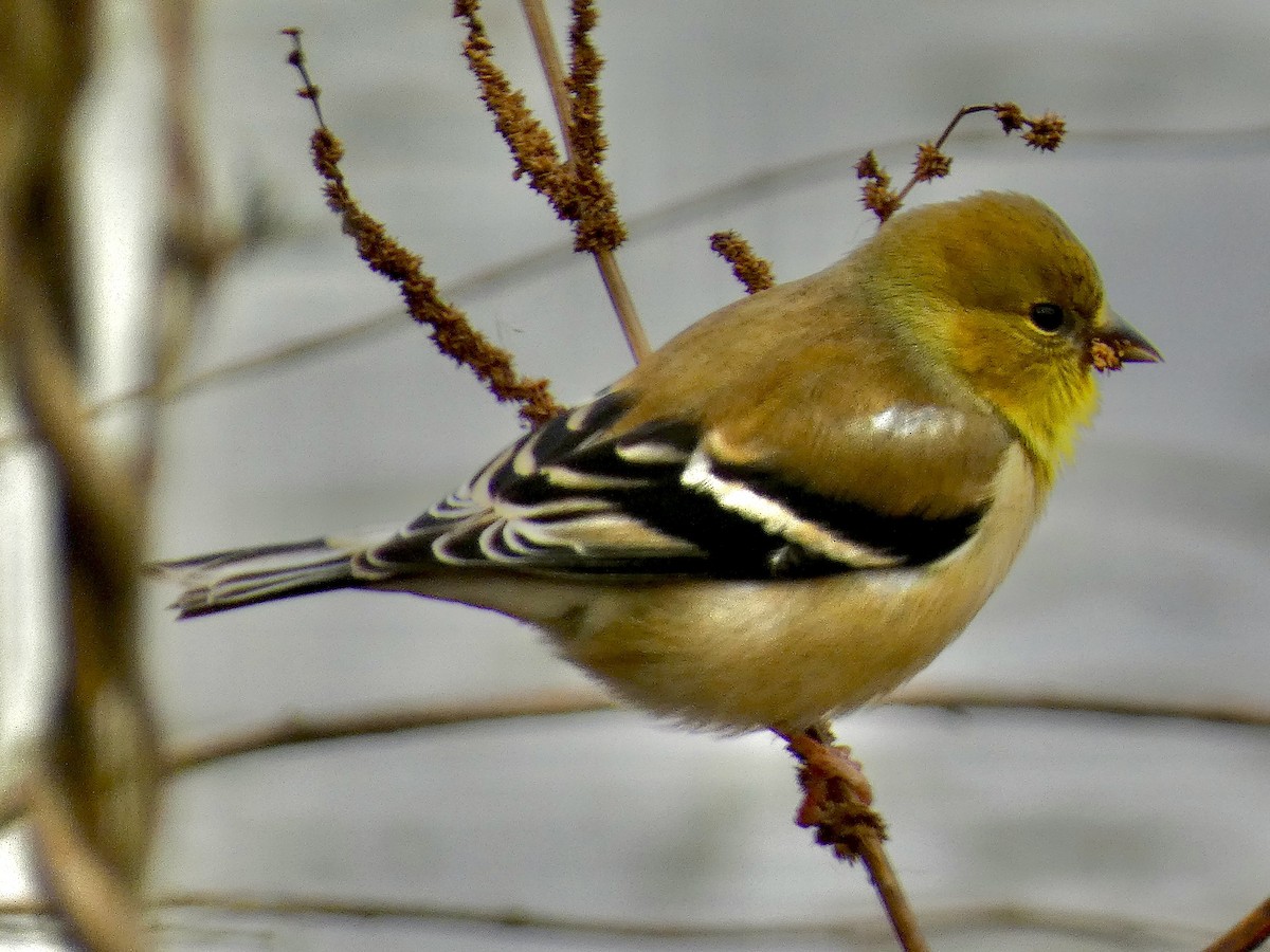 Jilguero Yanqui - ML646858908