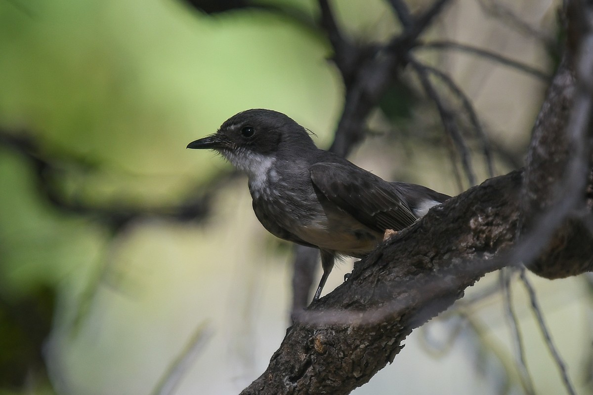 Abanico Norteño (isura) - ML646858909