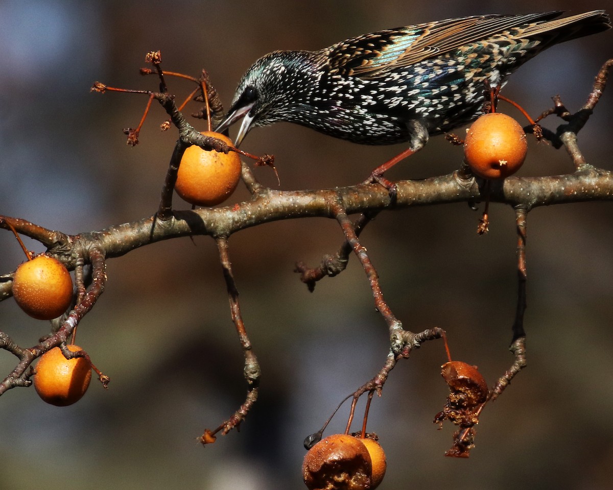 Estornino Pinto - ML646858910