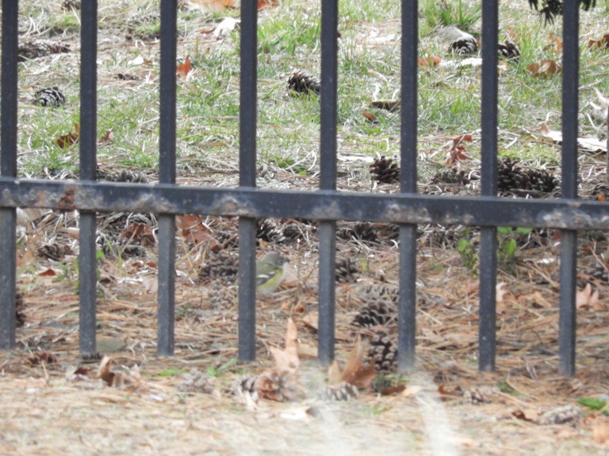 フタスジモズモドキ - ML646858911