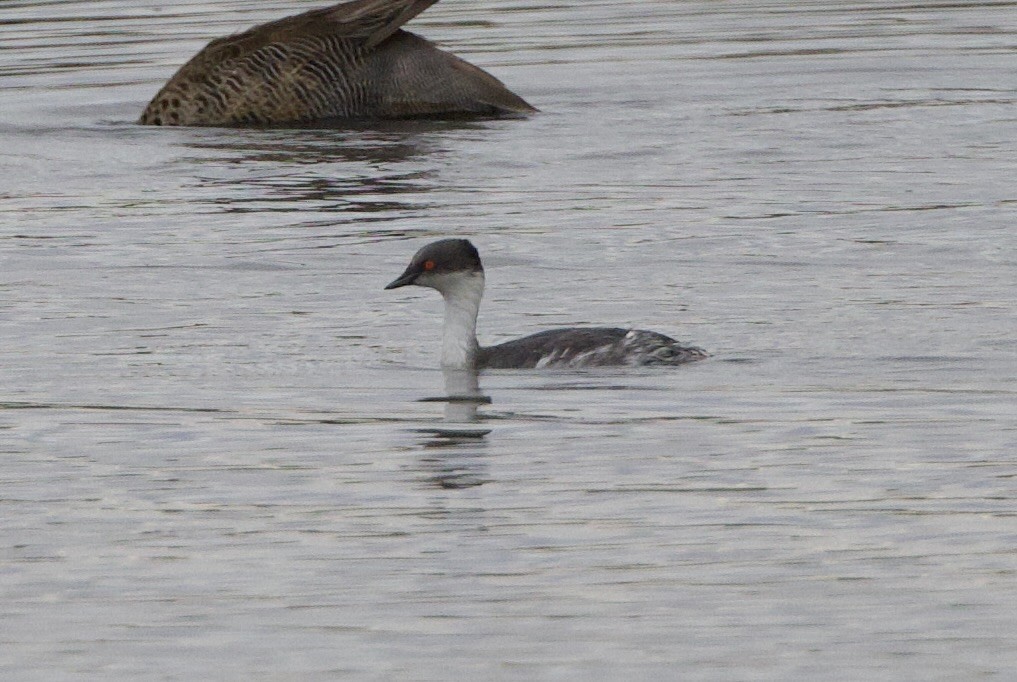Zampullín Plateado - ML646858931