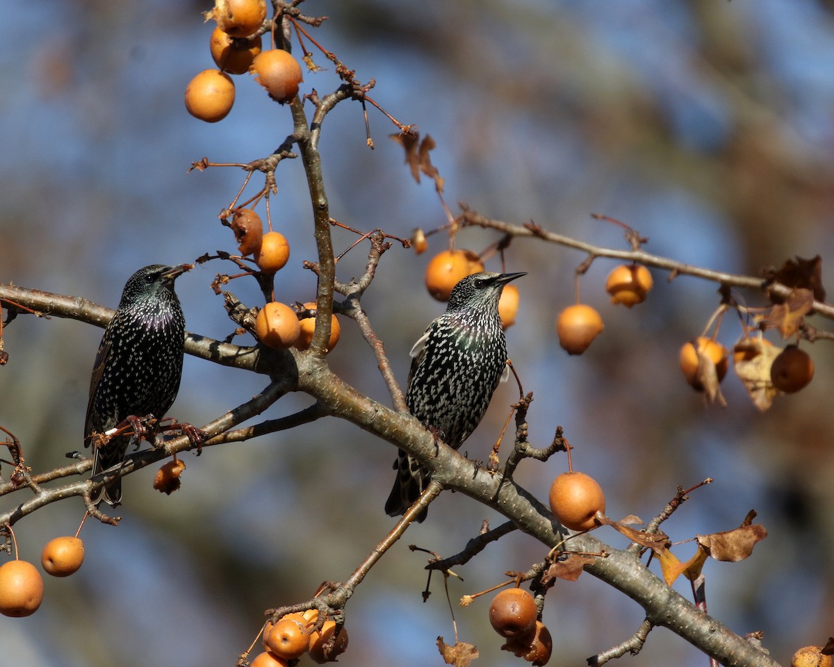 Estornino Pinto - ML646858933