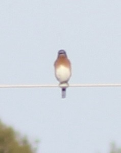 Azulejo Oriental - ML646858934