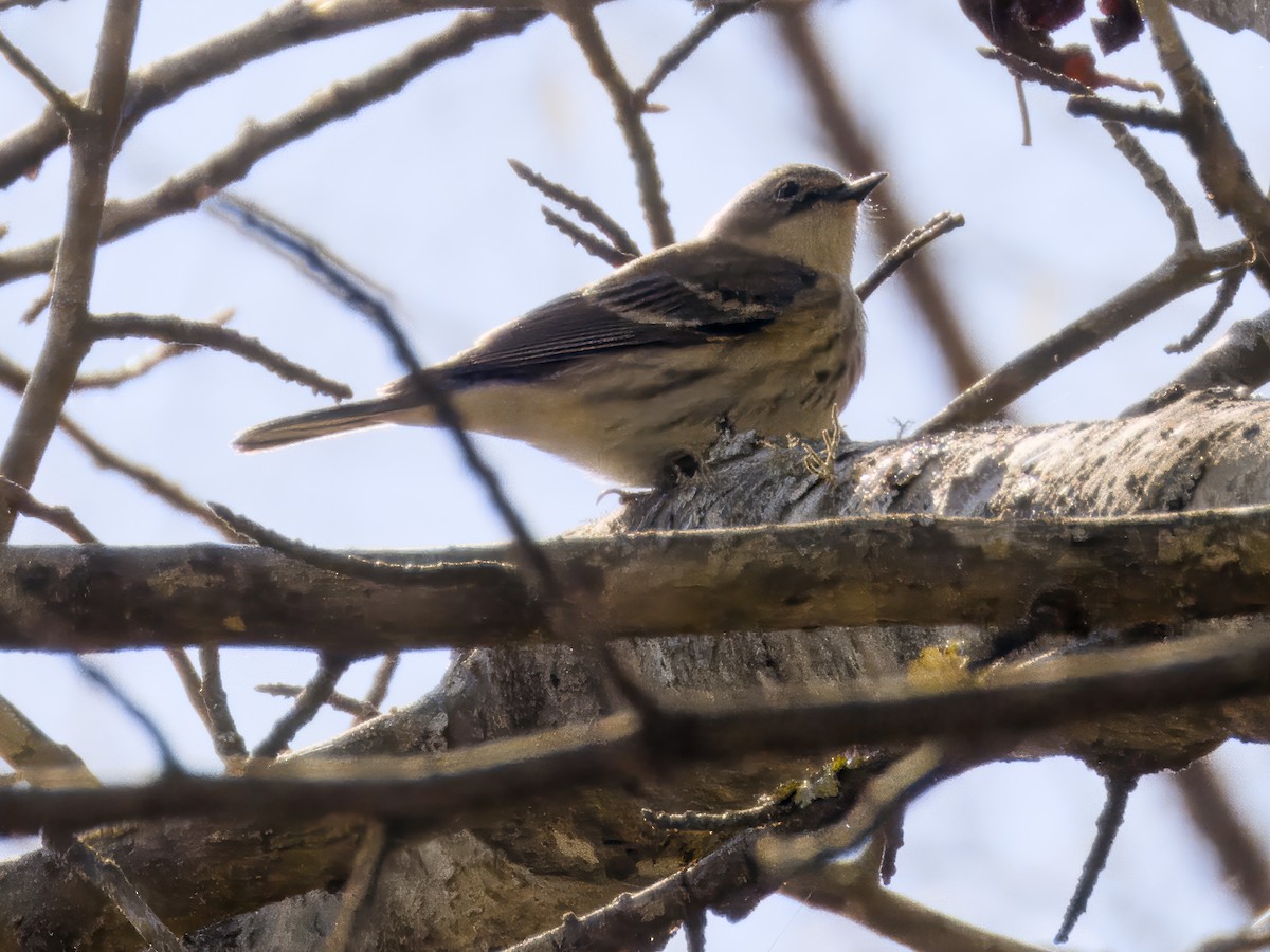 キヅタアメリカムシクイ - ML646858935