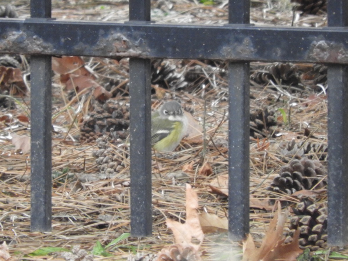 フタスジモズモドキ - ML646858936