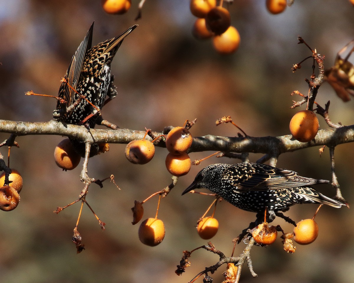 Estornino Pinto - ML646858937