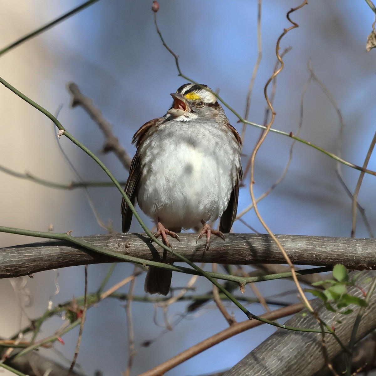 Chingolo Gorjiblanco - ML646858938