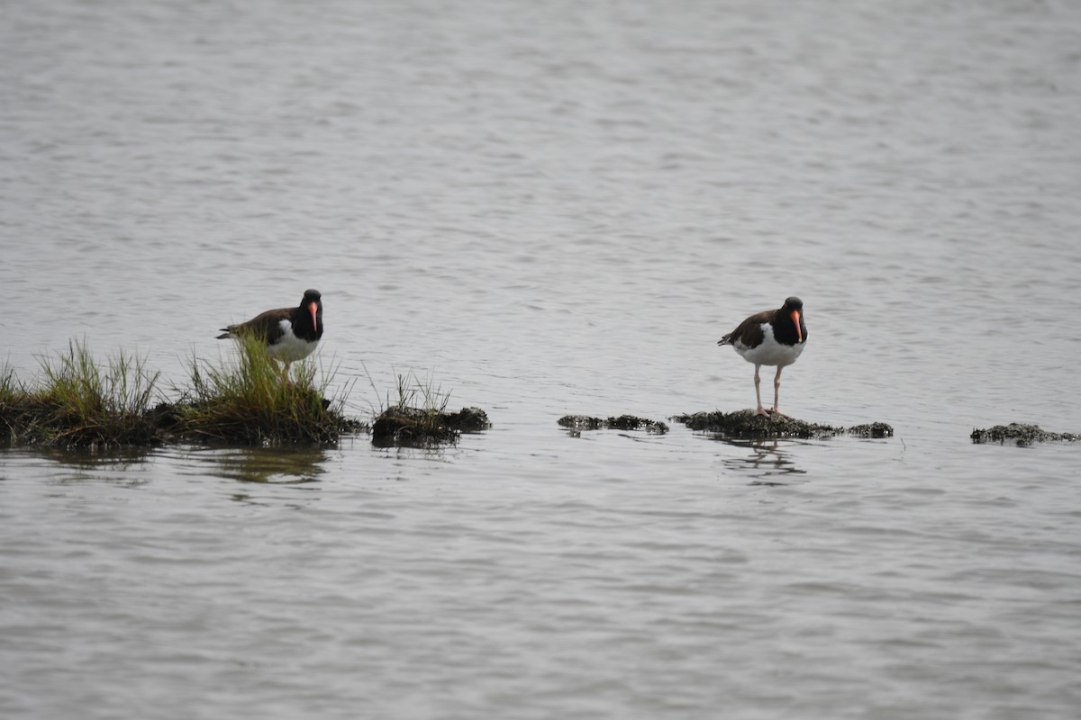 Ostrero Pío Americano - ML646858939
