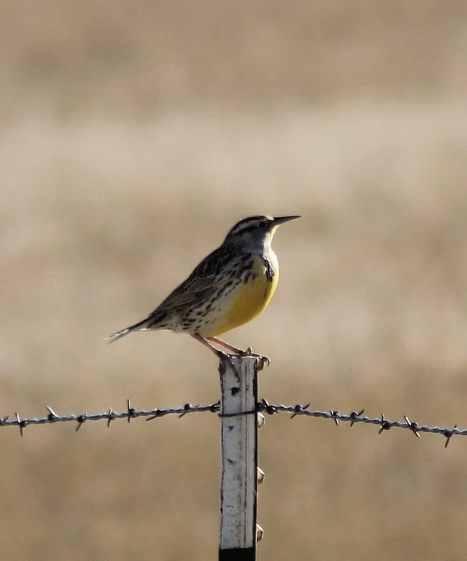 Pradero Occidental - ML646858940