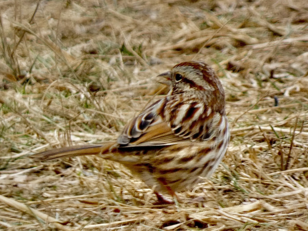 Chingolo Cantor - ML646858941