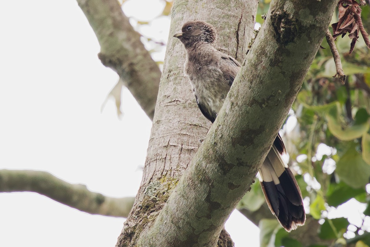 Turaco Gris Oriental - ML646858942