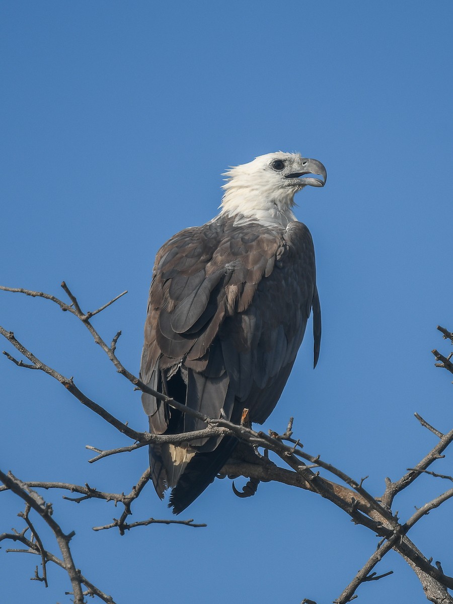 Pigargo Oriental - ML646858943