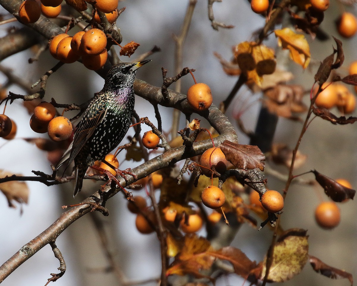 Estornino Pinto - ML646858944