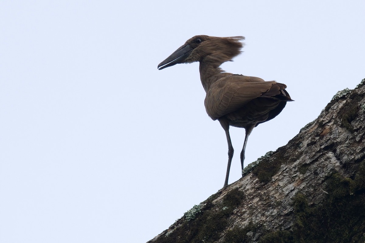 Avemartillo - ML646858945