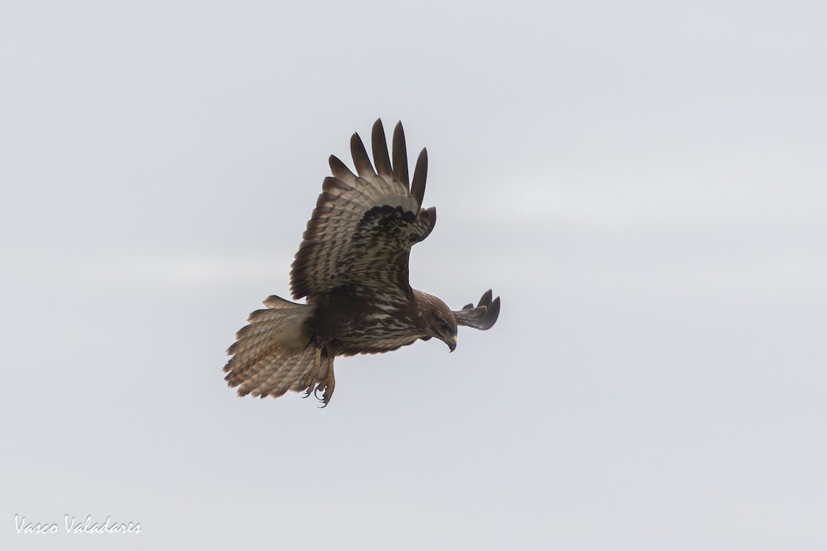 Busardo Ratonero - ML646858946