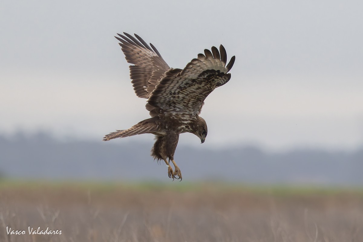 Busardo Ratonero - ML646858947