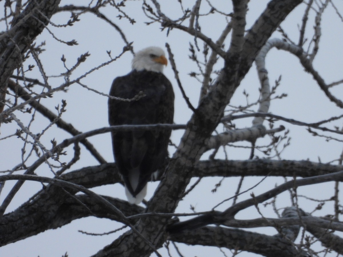 Pigargo Americano - ML646858948