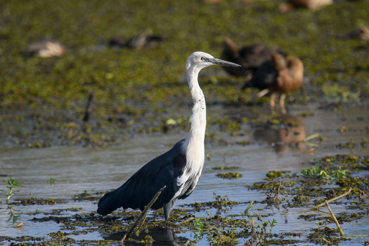 Garza Cuelliblanca - ML646858949
