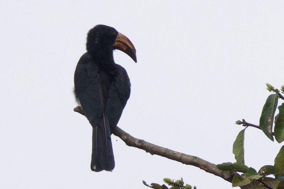 Toco Coronado - ML646858951