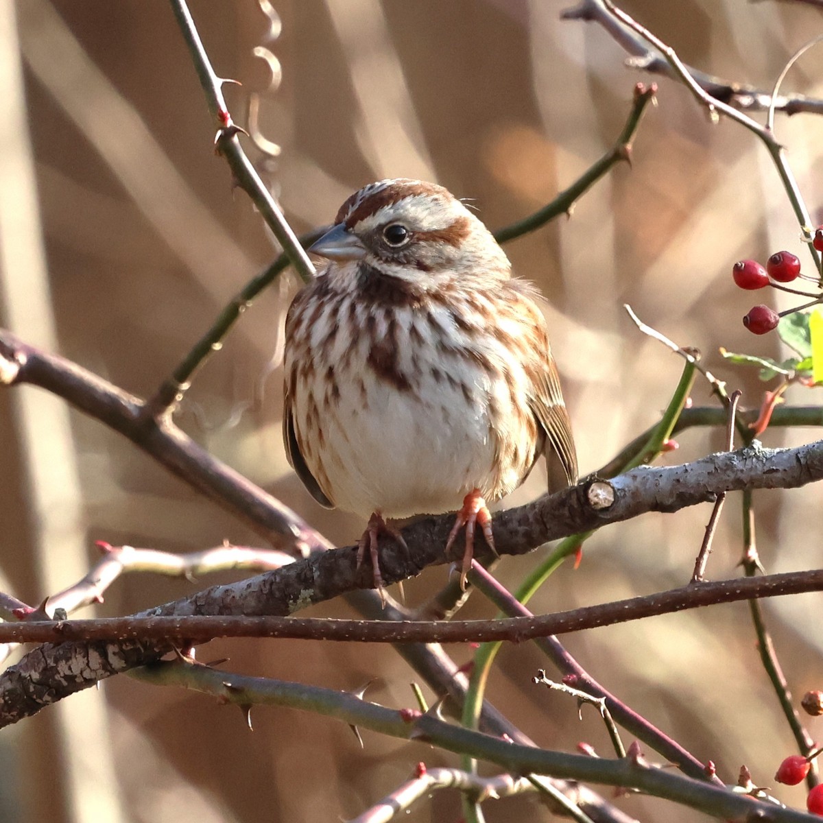 Bruant chanteur - ML646858954
