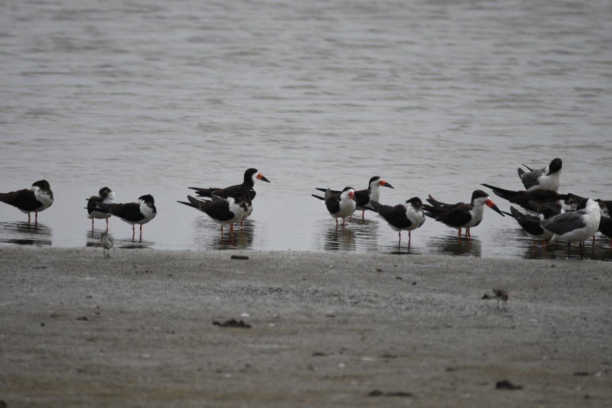 Чёрный водорез - ML646858964