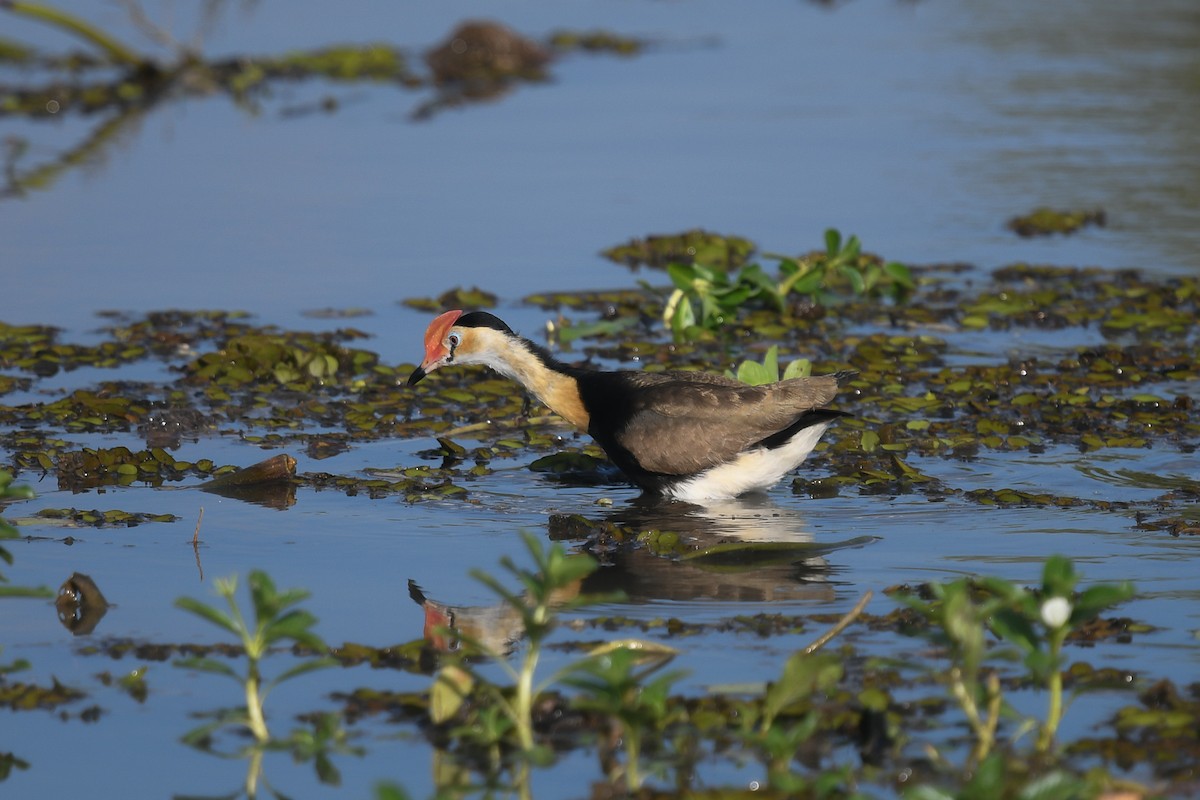 Jacana Crestada - ML646858966
