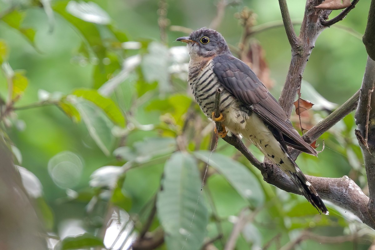 Einsiedlerkuckuck - ML646858969