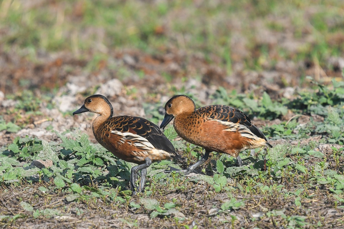 Suirirí Capirotado - ML646858972