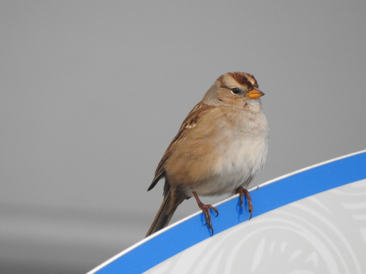 Dachsammer - ML646858974